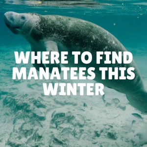 Where to find Manatees this Winter