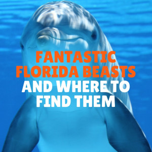 Fantastic Florida Beasts and Where to Find Them