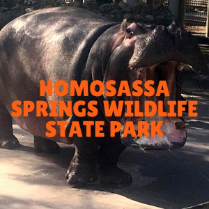 Hanging with Hippos & Manatees at Homossasa Springs State Park