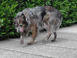the fearful dog