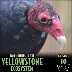 Episode 10: Turkey Vultures
