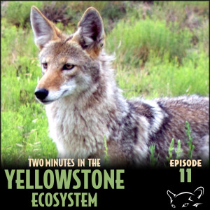 Episode 11: Coyotes