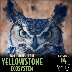 Episode 14: Great Horned Owl Ears