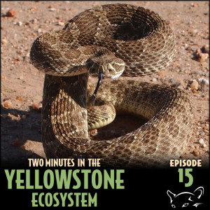Episode 15: Rattlesnakes