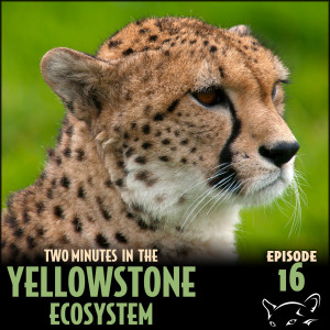 Episode 16: North American Cheetahs