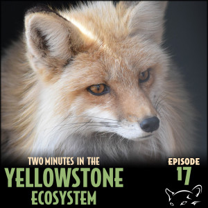 Episode 17: Red Foxes