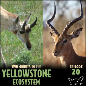 Episode 20: Animals With the Wrong Names