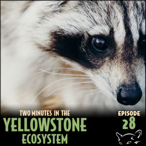 Episode 28: Raccoons and Rabies
