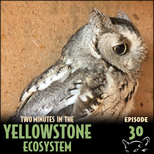 Episode 30: Western Screech Owl
