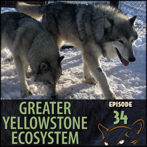 Episode 34: Wolves