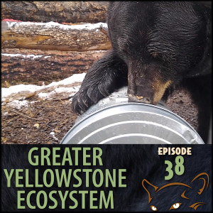 Episode 38: The Bears Are Up