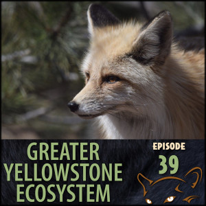 Episode 39: Red Foxes