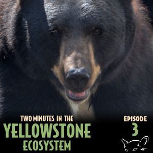 Episode 3: Basic Bear Safety