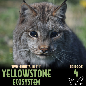 Episode 4: Bobcat vs Lynx: Which is which?