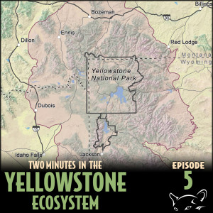 Episode 5: What is the Greater Yellowstone Ecosystem?