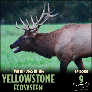 Episode 9: Wildlife Safety