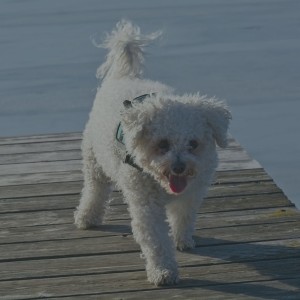 A Large Man‘s Insecurities While Walking a Small Dog