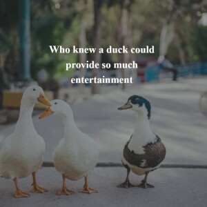 An Ordinary Duck Becomes a Hilarious Pet