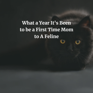 A Cat Hater Reflects on a Year of Cat Ownership