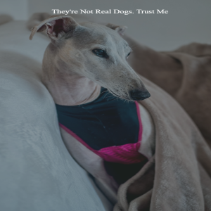 What I'd Wish I'd Known Before I Got A Greyhound