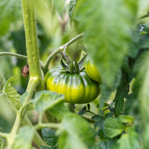 You, Too, Can-Maybe-Grow Your Own Tomatoes For Food, Fun, and Profit