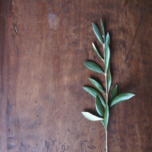 Olive Leaf Hope