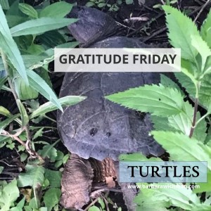 Gratitude Friday Why the Turtle Crossed the Road