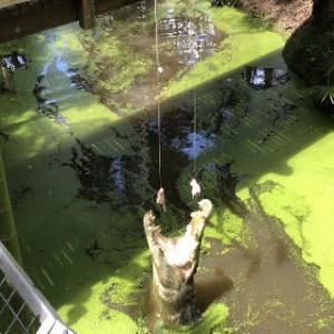 Wildlife Habitat's Babinda The Croc With His 'Shock' SNAP Election Pick Michael or Julia? - 17Mar2020