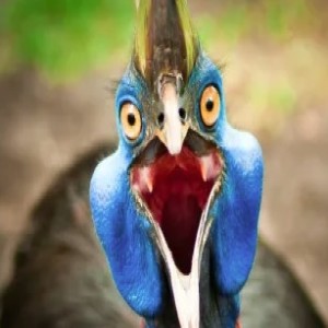 Hartley's Bird Team Leader Siobhan Collett Chats To Gazza About The Cassowary