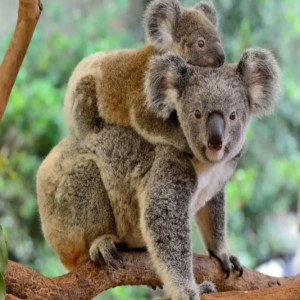 Hartley's Wildlife Expert Emma Chats To Gazza About Koala's