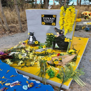 Paul visits the Toyah Cordingley memorial at Wangetti Beach on the first anniversary of her death 21Oct19