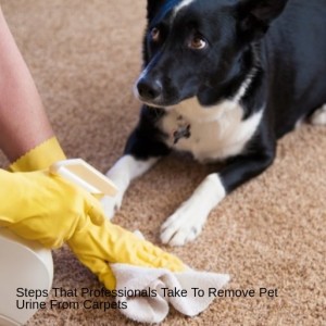 Steps That Professionals Take To Remove Pet Urine From Carpets