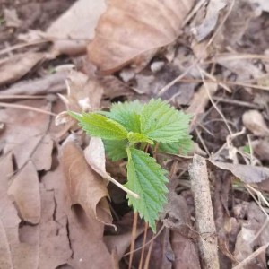 Get out and Forage