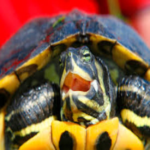 KrakCast News –"Predatory turtles" terrorize Poland