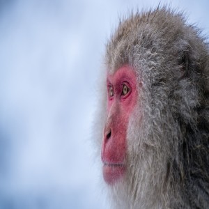 A Murakami Minute: FPS Confessions Of A Shinagawa Monkey