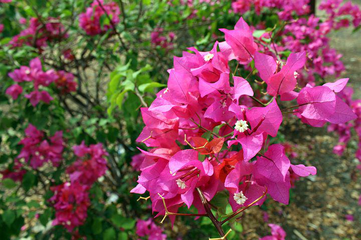 Vill du ha en prunkande terrass med citroner och bougainvillea.