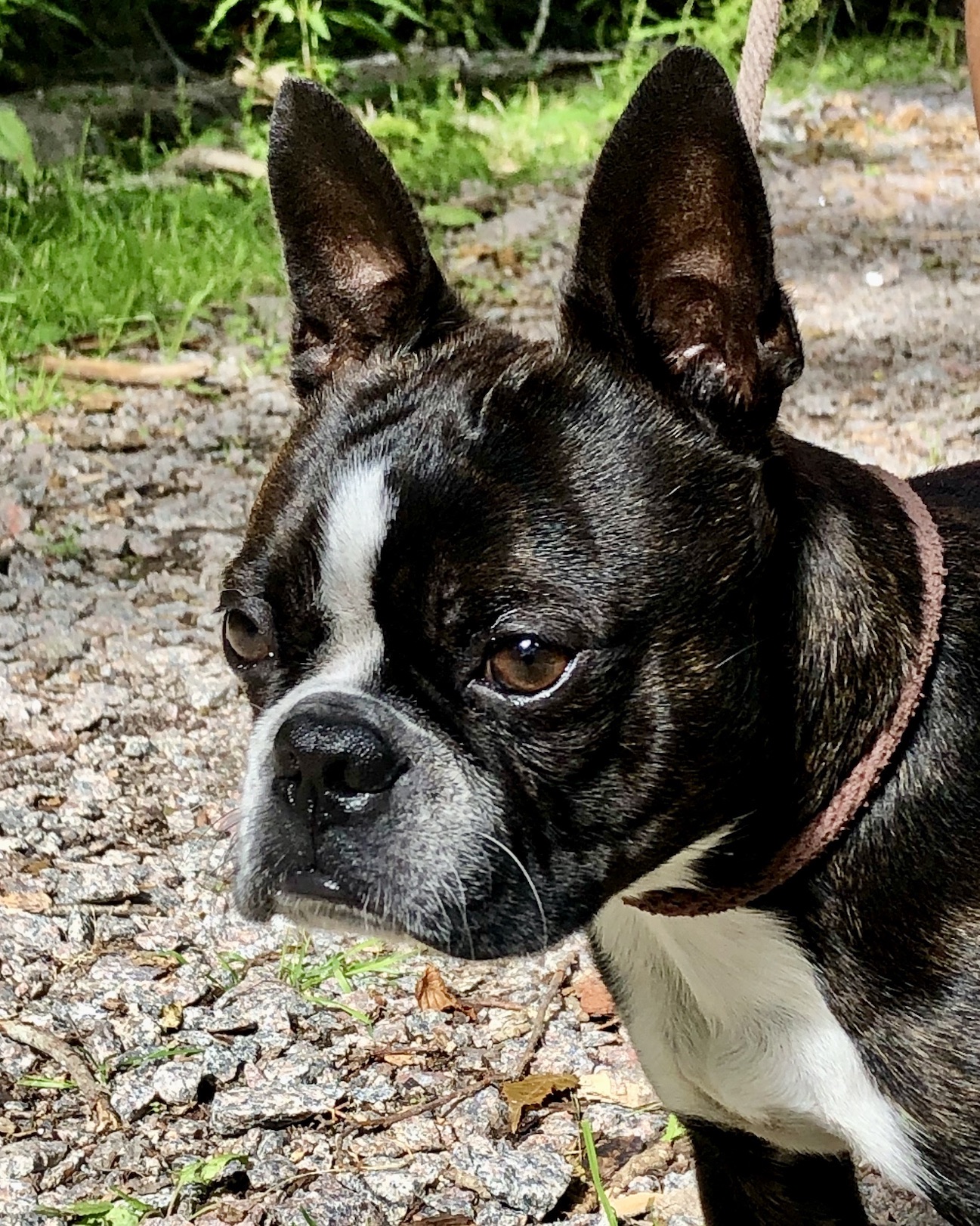 Med hund på Mallorca (2022)
