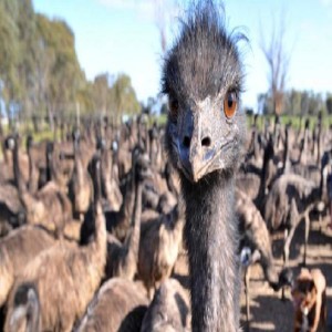 Ep 34 The Great Emu War: Australian History