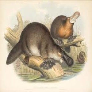 Ep 19 Platypus Controversy: Australian History