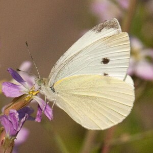 The Return of the White Butterfly