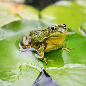 The Frogs Are Back!