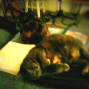 Baby and Kitty #occupy Dana St. On the Ottoman, inches off the Oakland/Bezerkeley line