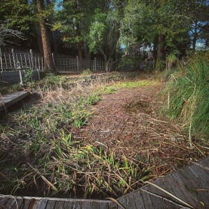 First Frogs Of The Season In Maia’s Frog Pond/Gnomes, Light-Filled Preservers of World-Understanding