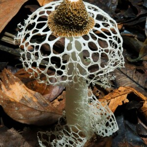 Fantastic Fungi ~ Mushrooms Are Our Friends & Will Save The World