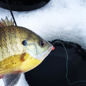 The 4 Outdoorsmen:  Evy Gebhardt and Jim Krenik