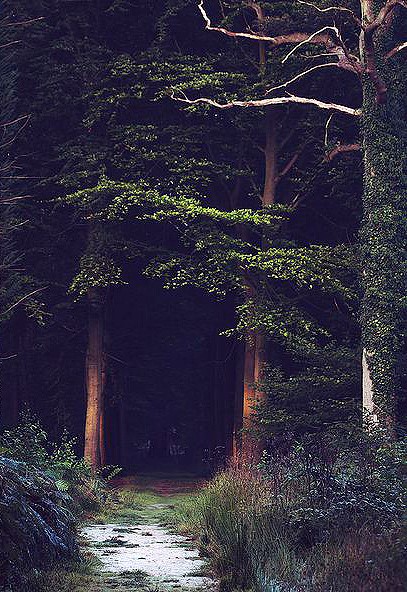 An Alchemical Journey to the Black Forest