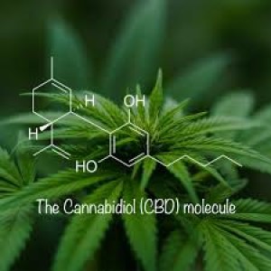 Episode 3 - CBD for You and Your Pets