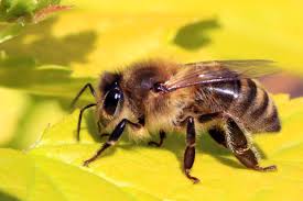 Secret Lives Of Bees Presentation 8/30