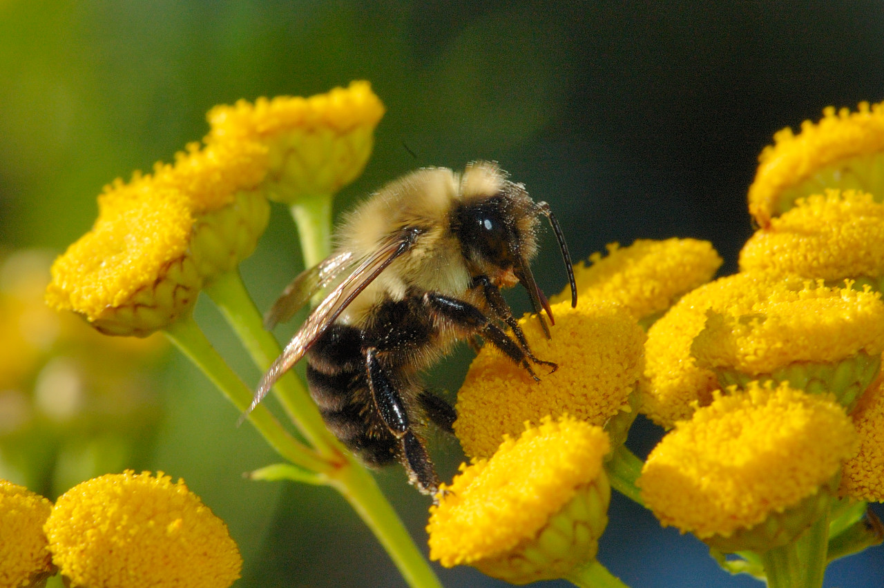 Smart Gardening Pollinator Education Day 5/18