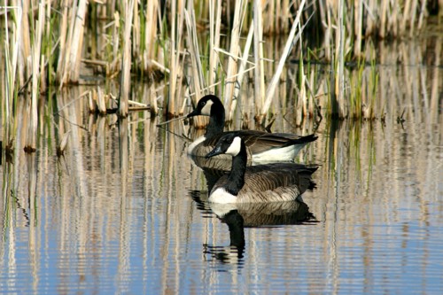 Spring Migration Birding Tour 4/8